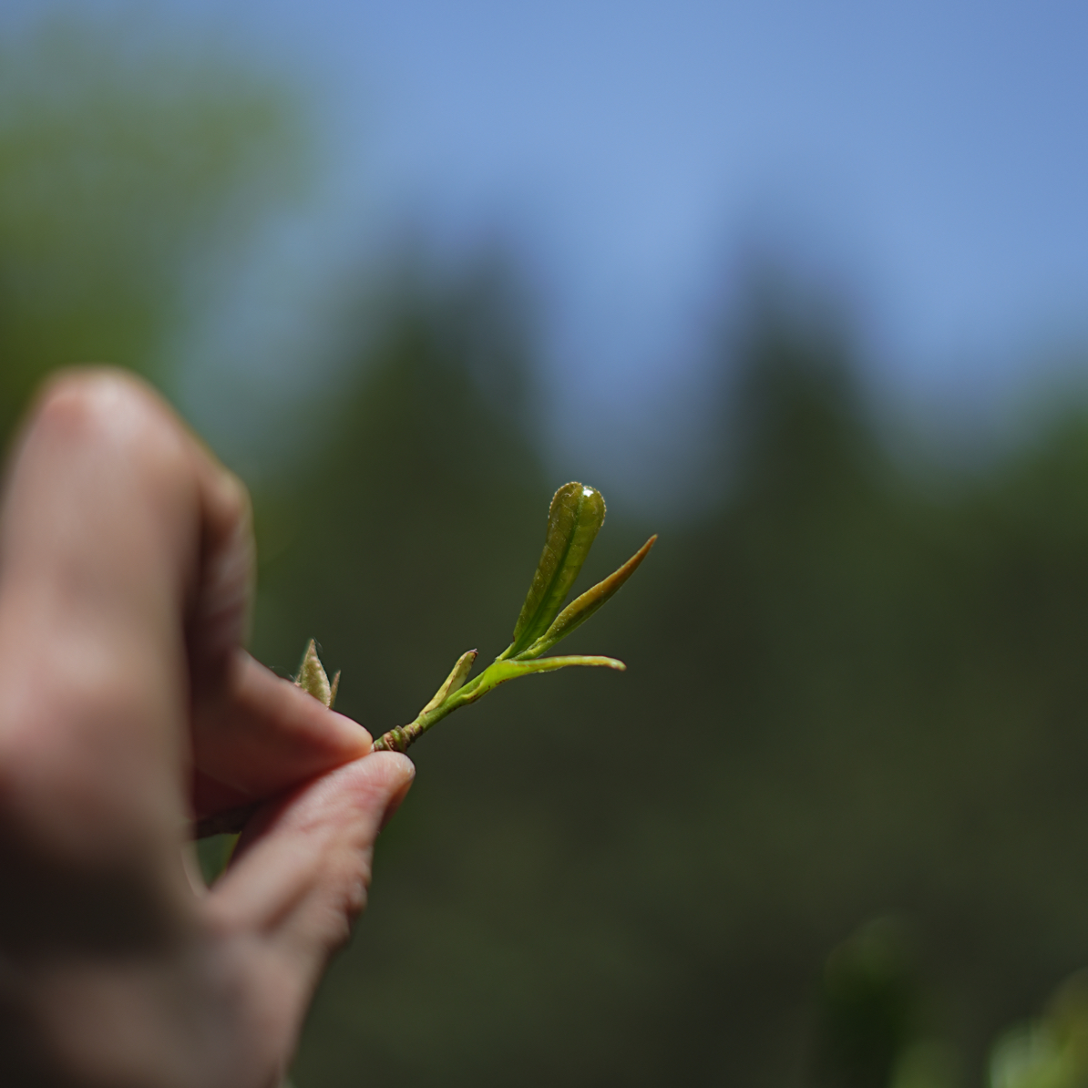 【私藏茶改价链接】蒋诚家金花茯砖茶改价链接 