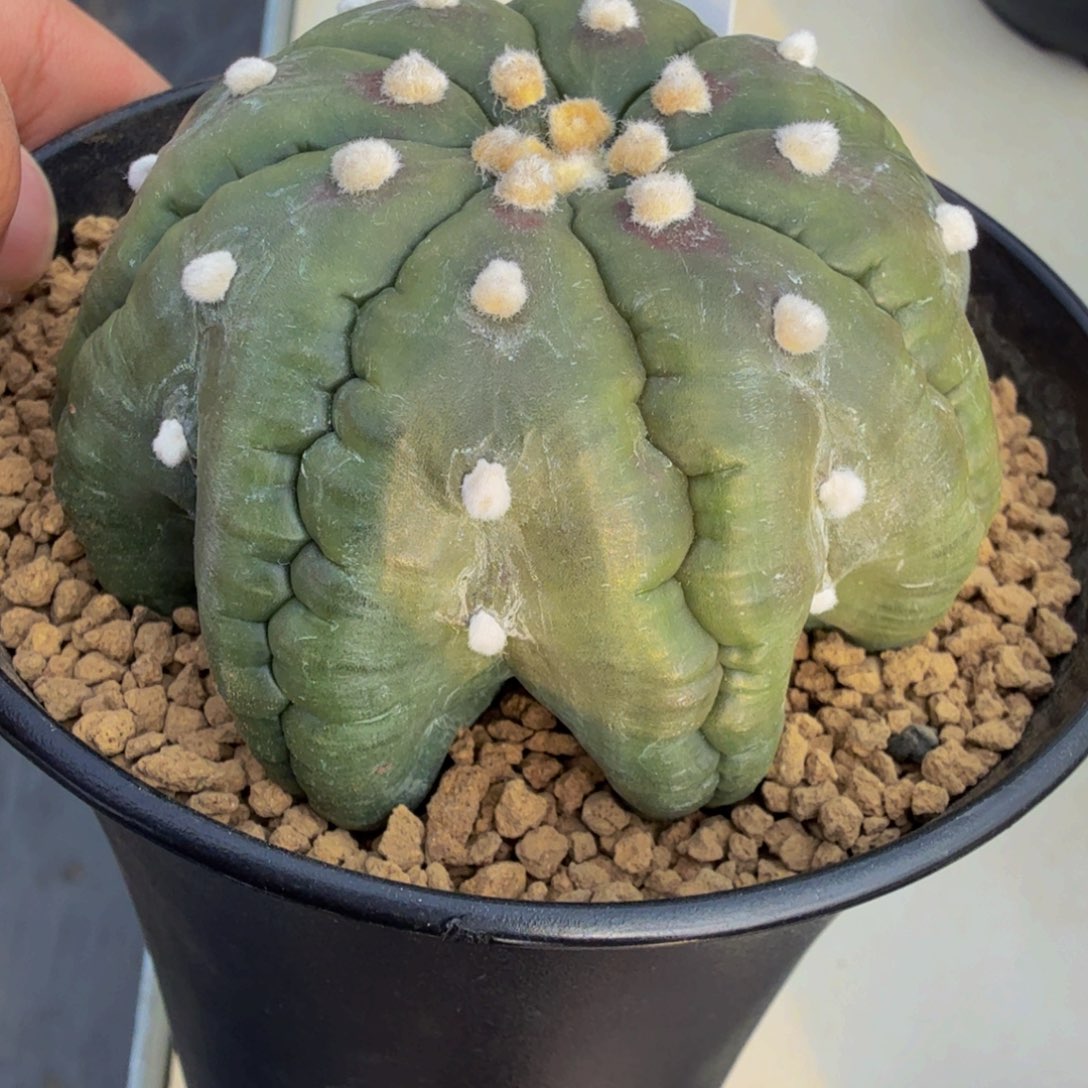 浪***石粗脚海星象腿 实生