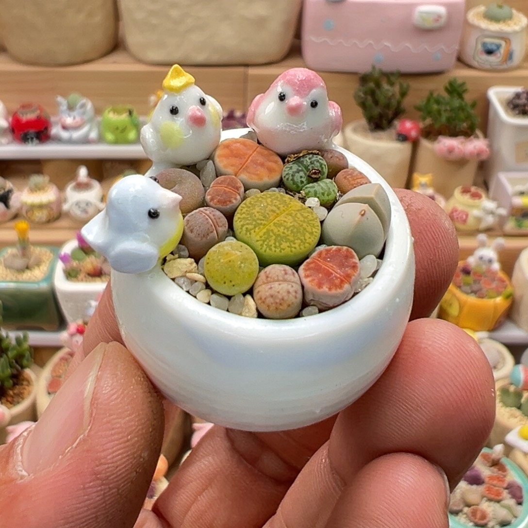 多肉植物实付9.9元包邮132号