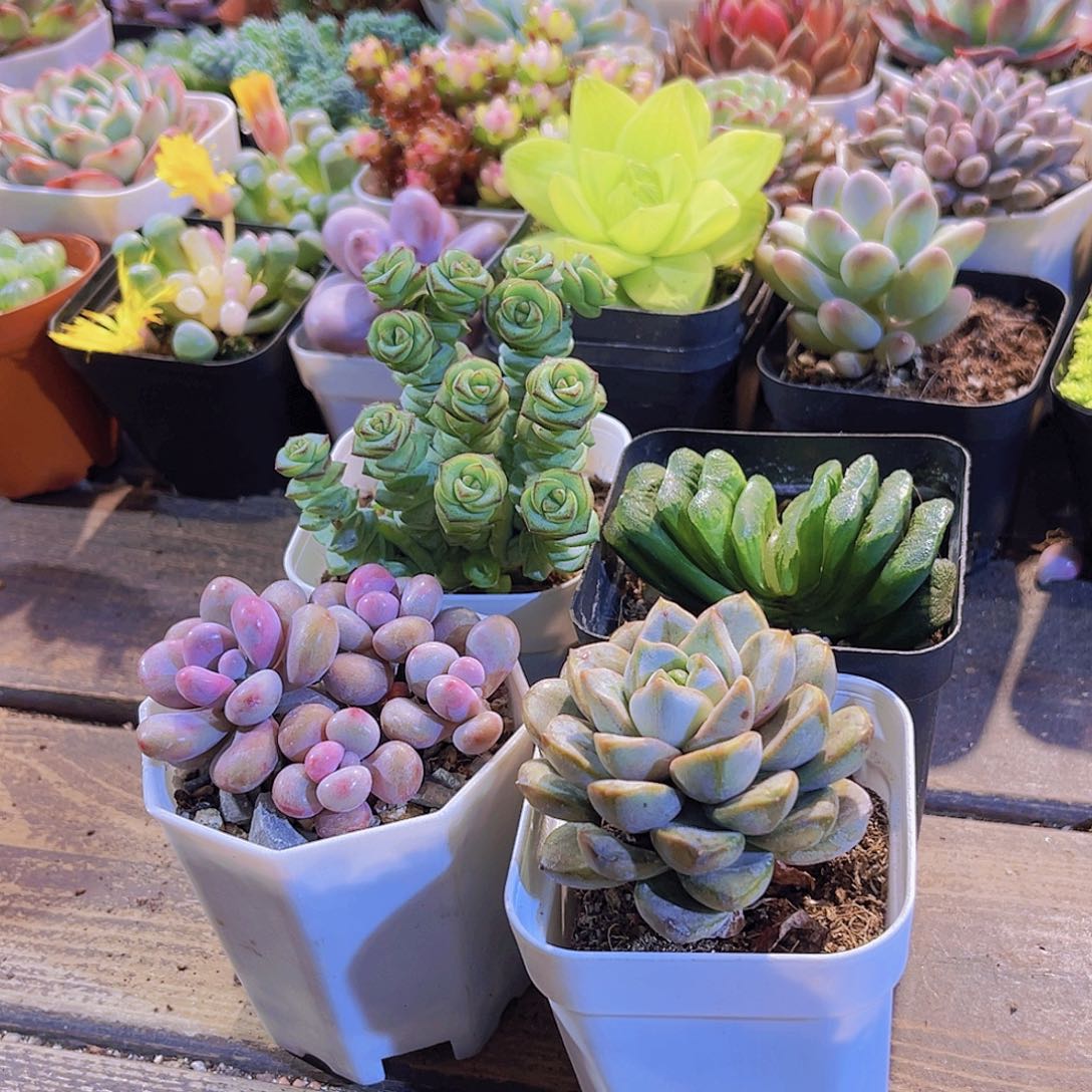 玉扇。葡萄。桃蛋。钱多