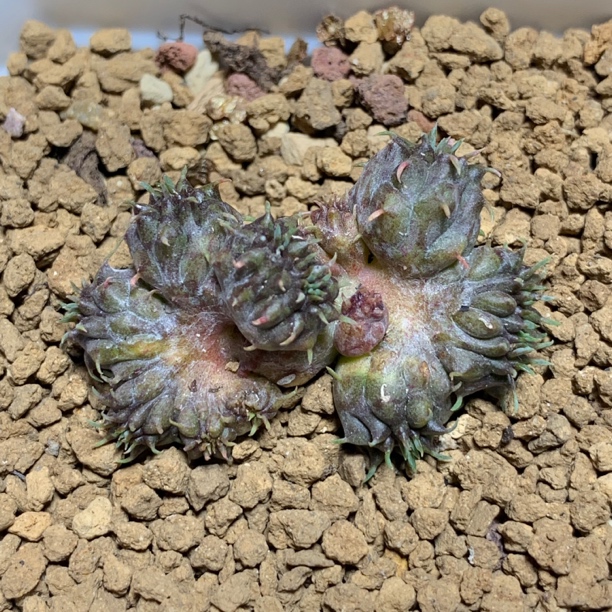 一物一拍稀有缀化实生法丽达杂海胆大戟缀化仙人球室内阳台精品