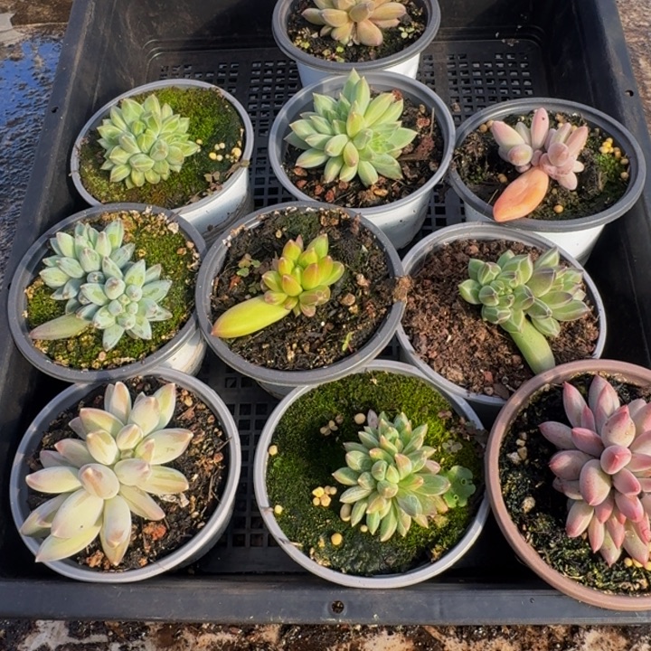 004多肉植物一物一拍