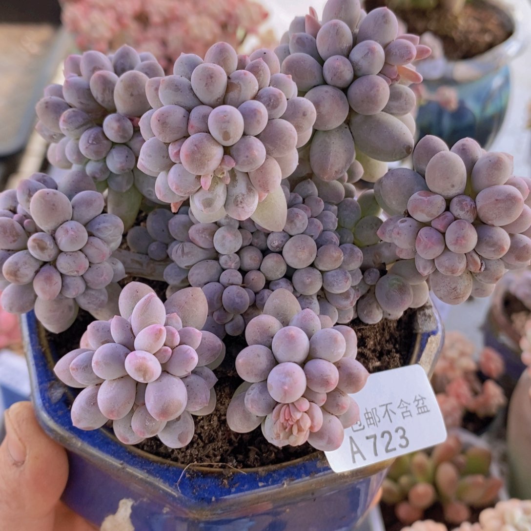 香水手指奶12cm723多肉植物
