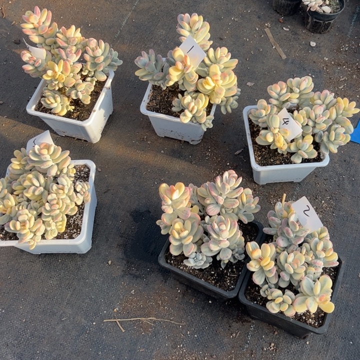 无花朵双十二99盲盒活动