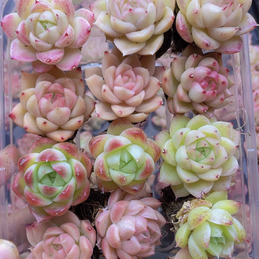 开心快乐幸福024