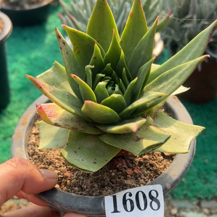 608号坎戴多肉植物老庄