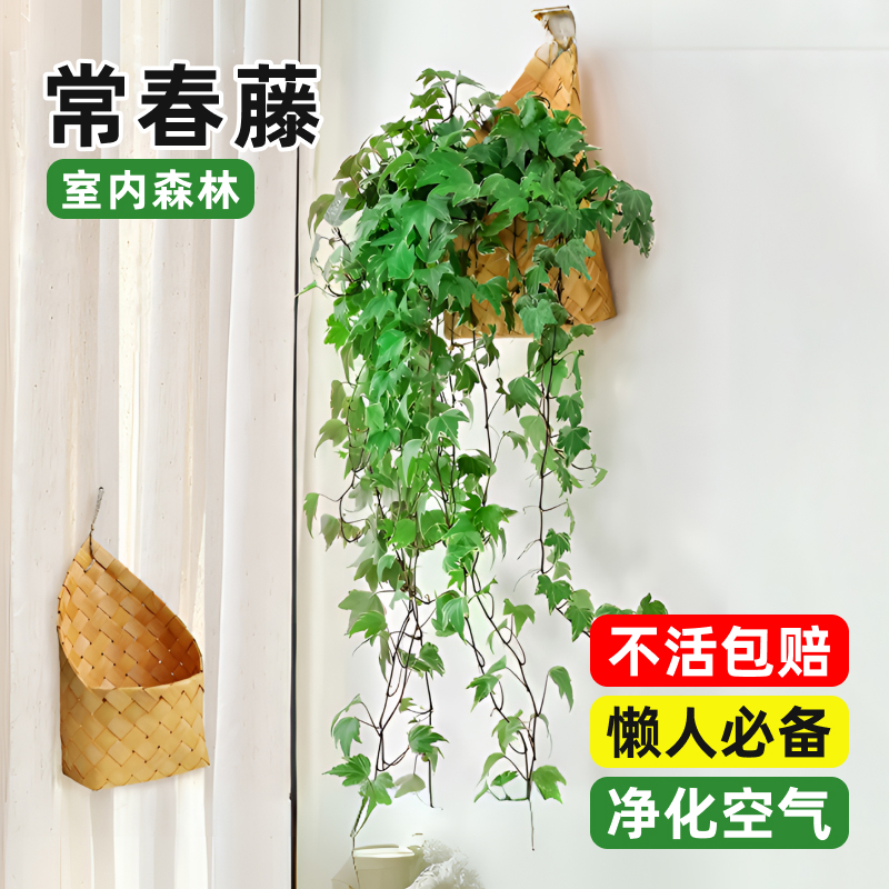 常春藤盆栽吊兰垂吊植物长藤绿植室内挂墙壁挂爬藤吸甲醛易活四季