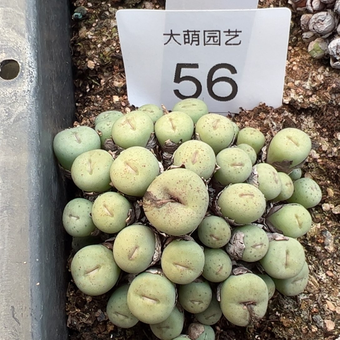 一物一拍脱土发56