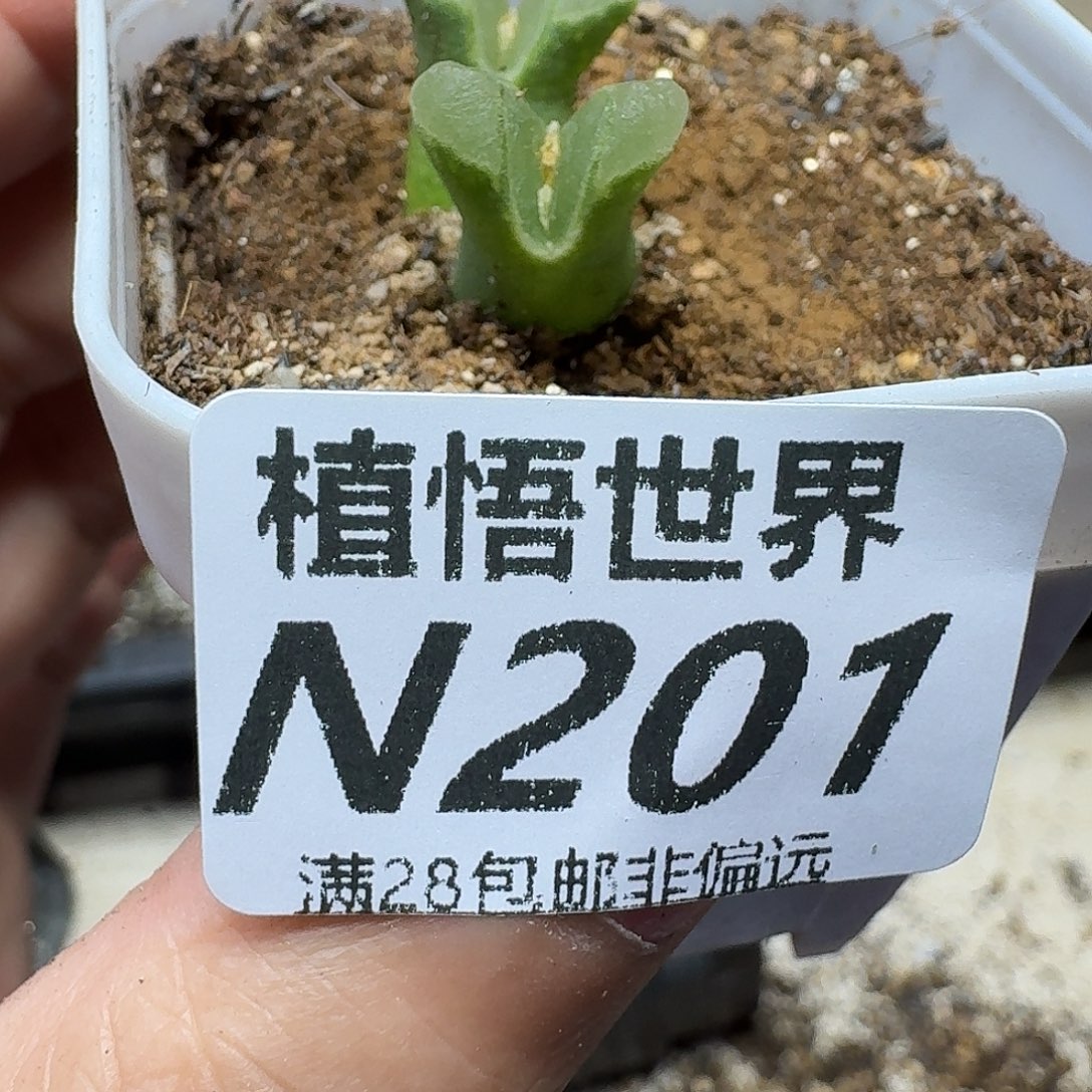 多肉植物的人生gnnk
