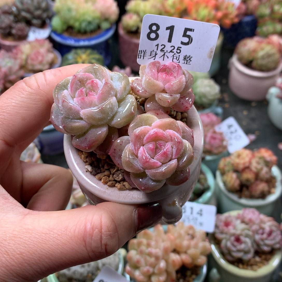 精控拇指盆12.25815