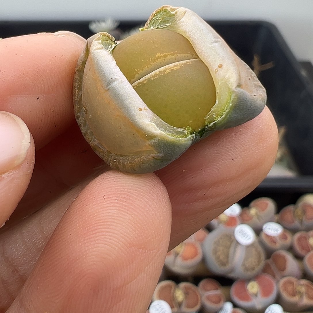 弦**雪5520生石花炸了11111111111111111