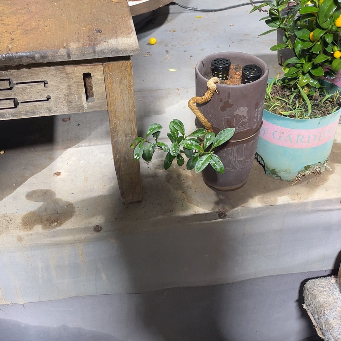 无花朵5757一物一拍