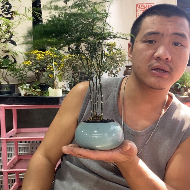 以实际为准盆景盆栽绿植花卉 19