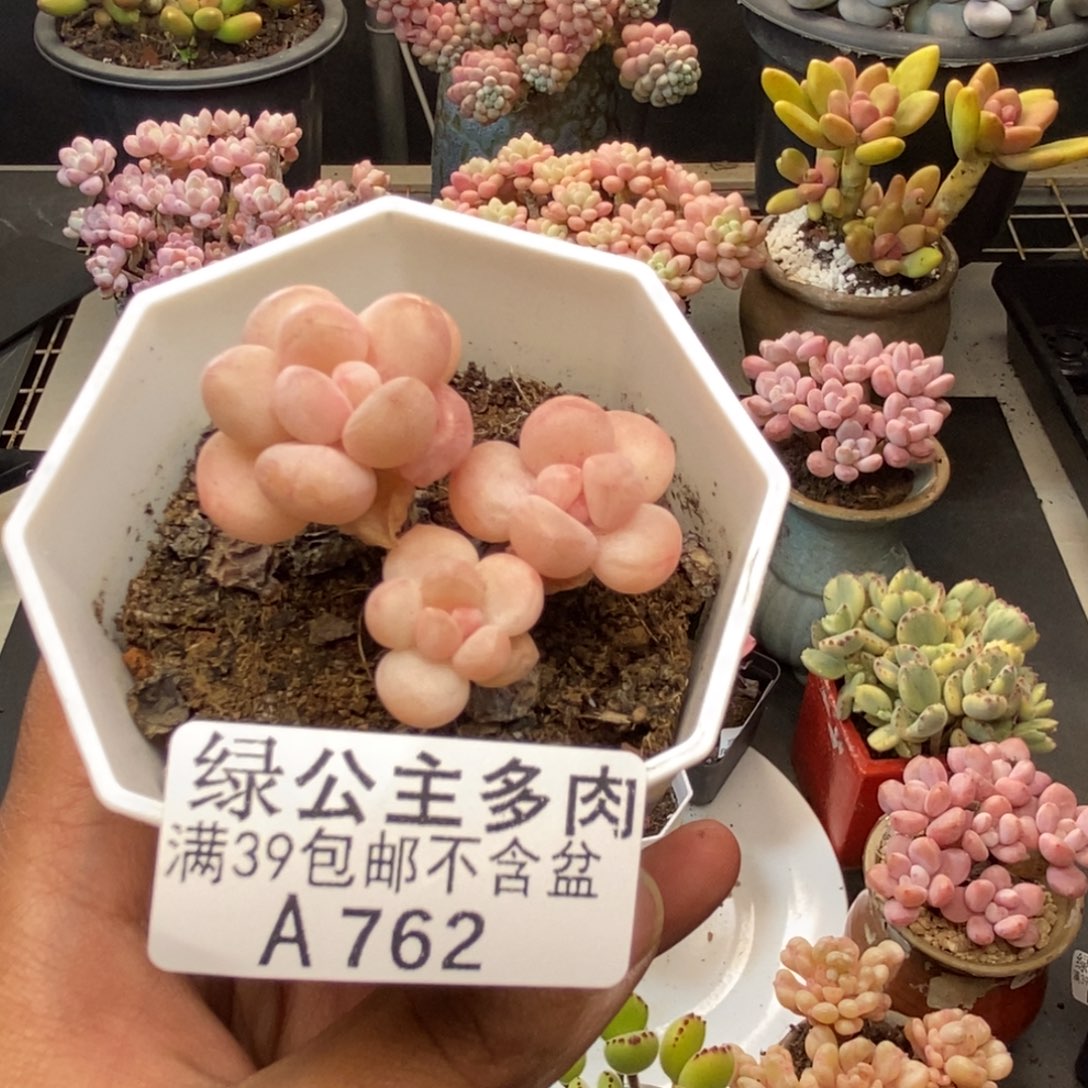 美*子762萤火虫多肉4c m