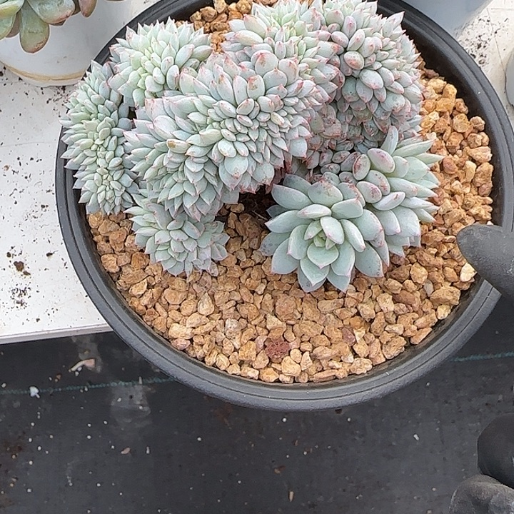 钱***了青蛙王子儿童牙膏11