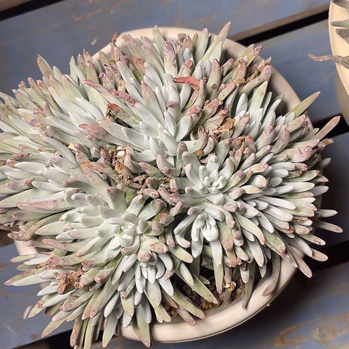 【闪购商品】白鹭老庄