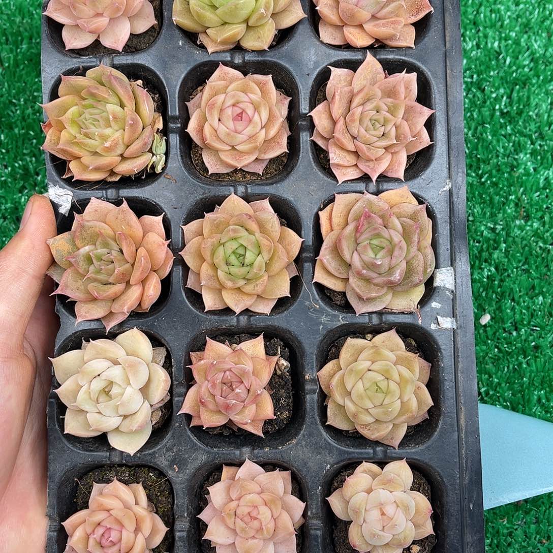 精品多肉一物一拍14-135