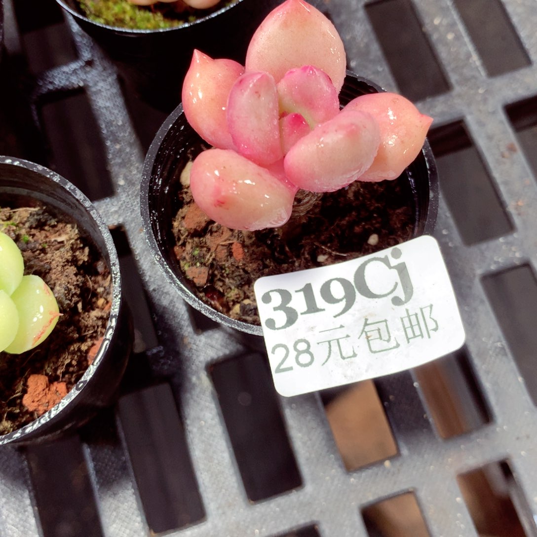 5厘米盆精控多肉319