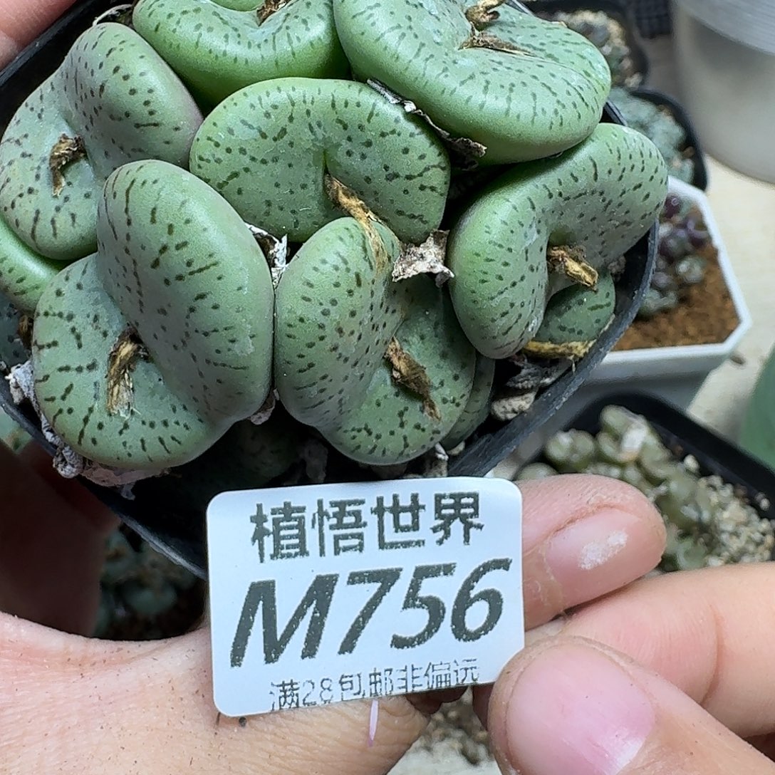 多肉植物的人生fbnn
