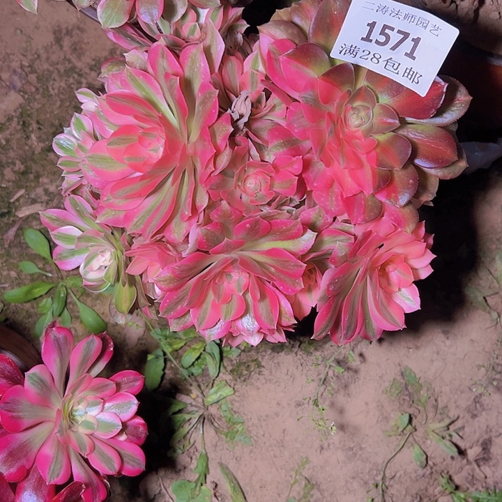 1571粉女巫多肉植物2号棚