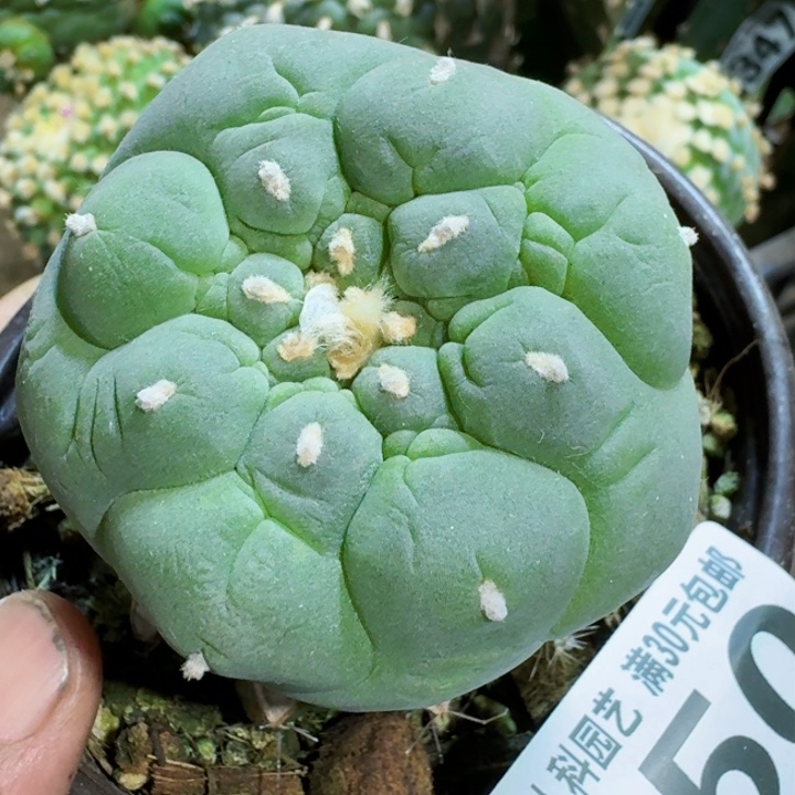 福利苗接大尤350