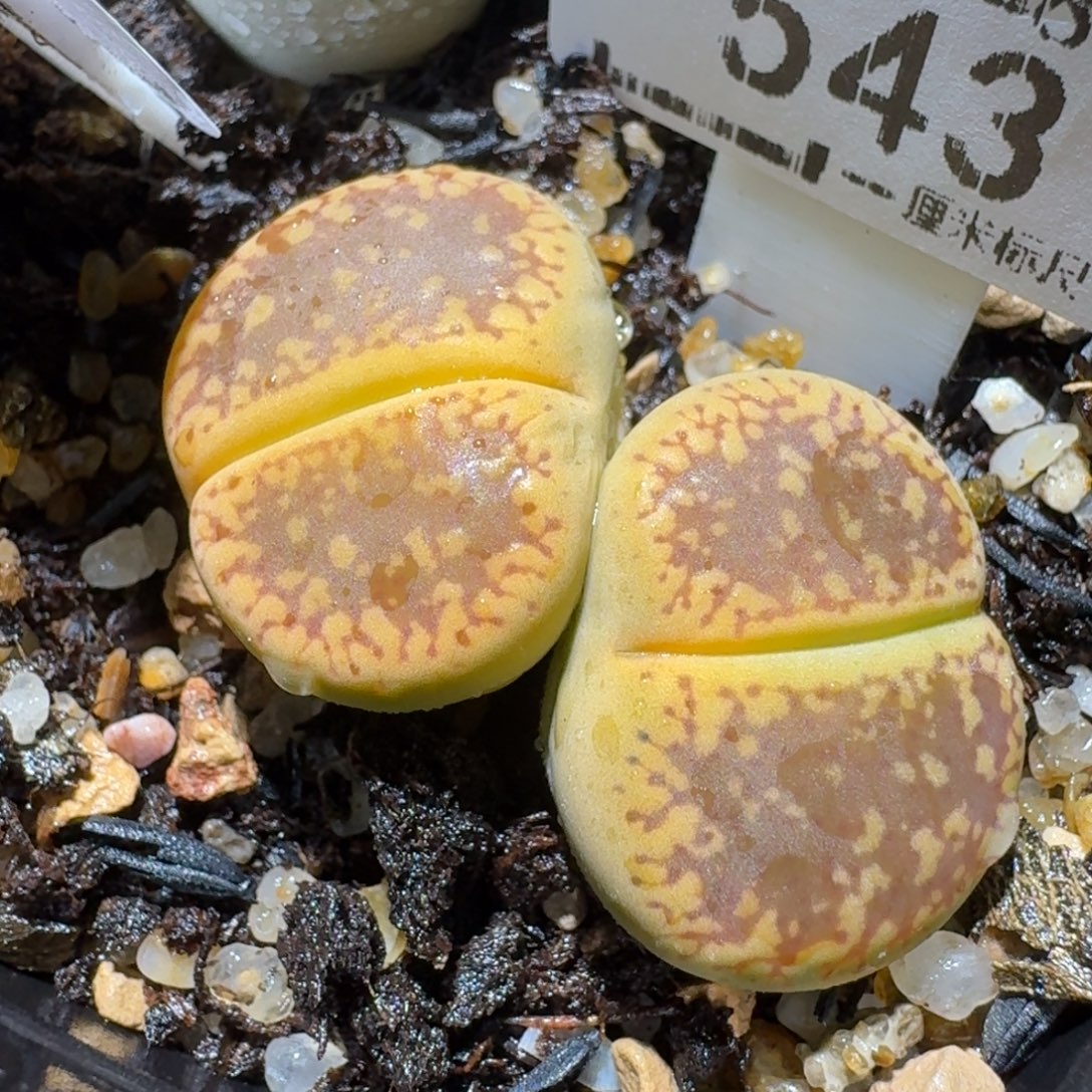 Sss清仓便宜出543