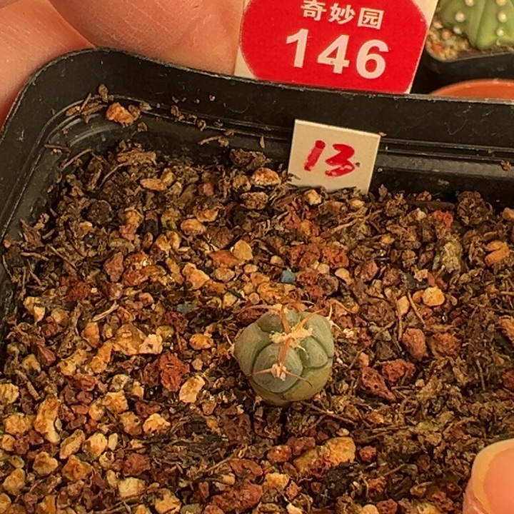 实生雷帝平丸一棵仙人球