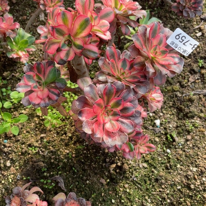 段***）759初恋根少123456789