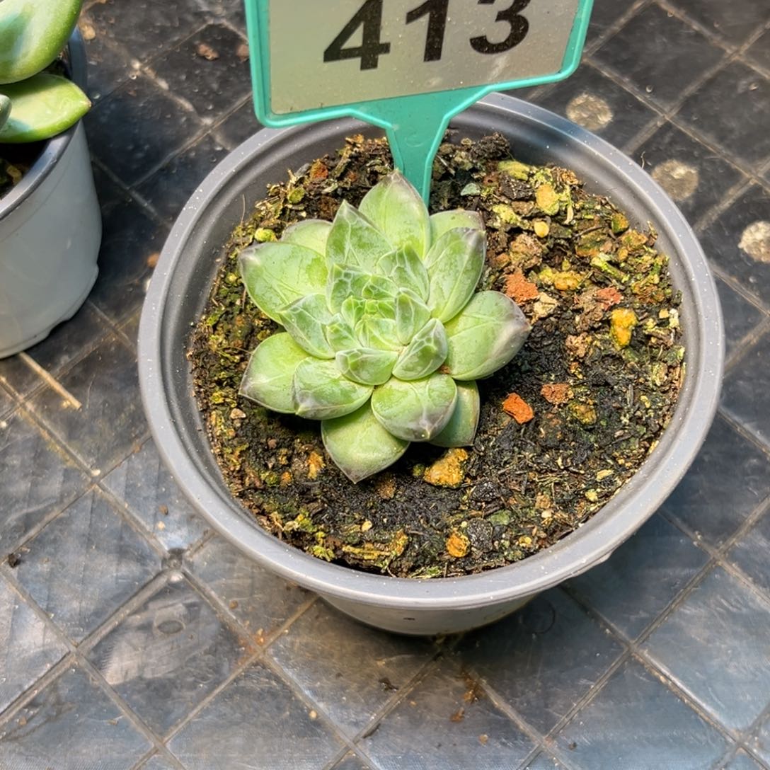 多肉植物A8波光sp413