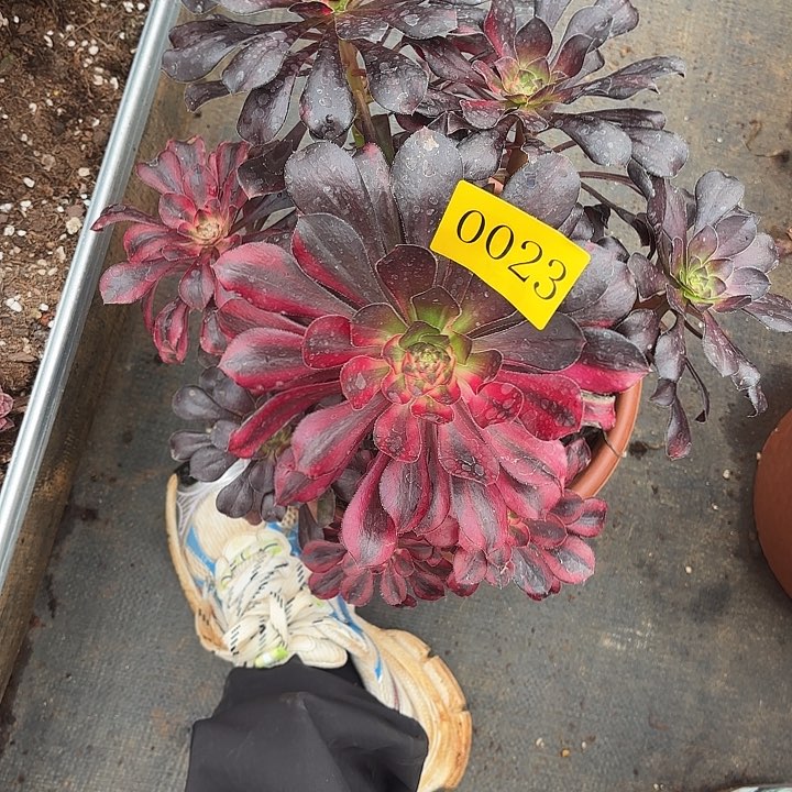 多肉植物香奈儿七彩0023