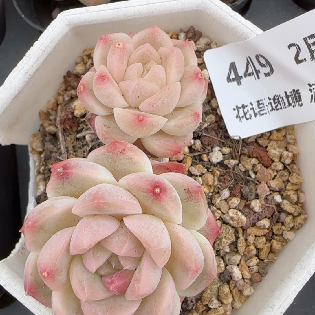 花语逸镜0214-449