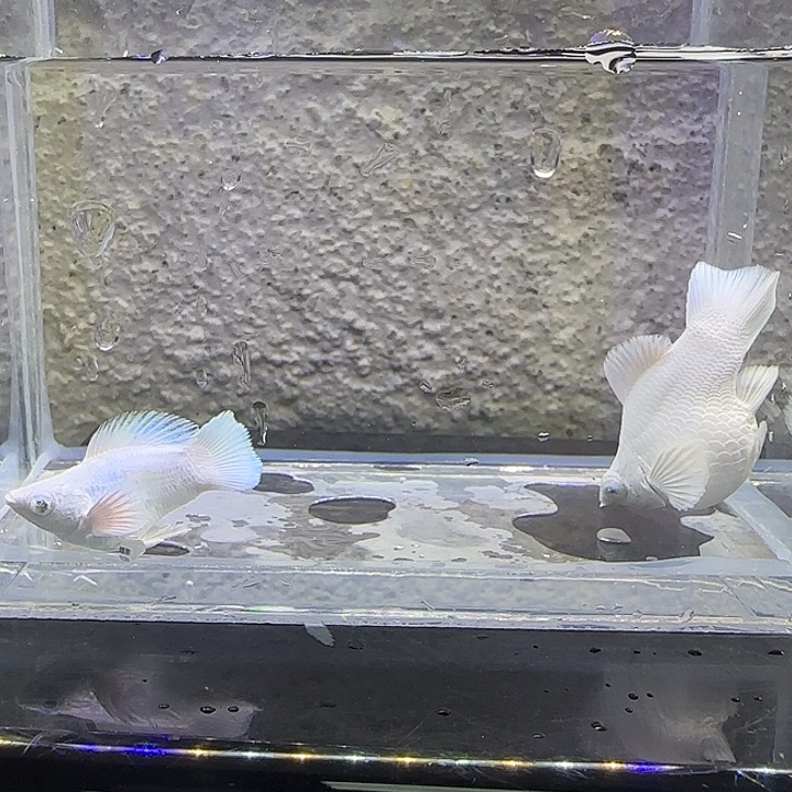 黑玛丽鱼瓷白圆尾。25号