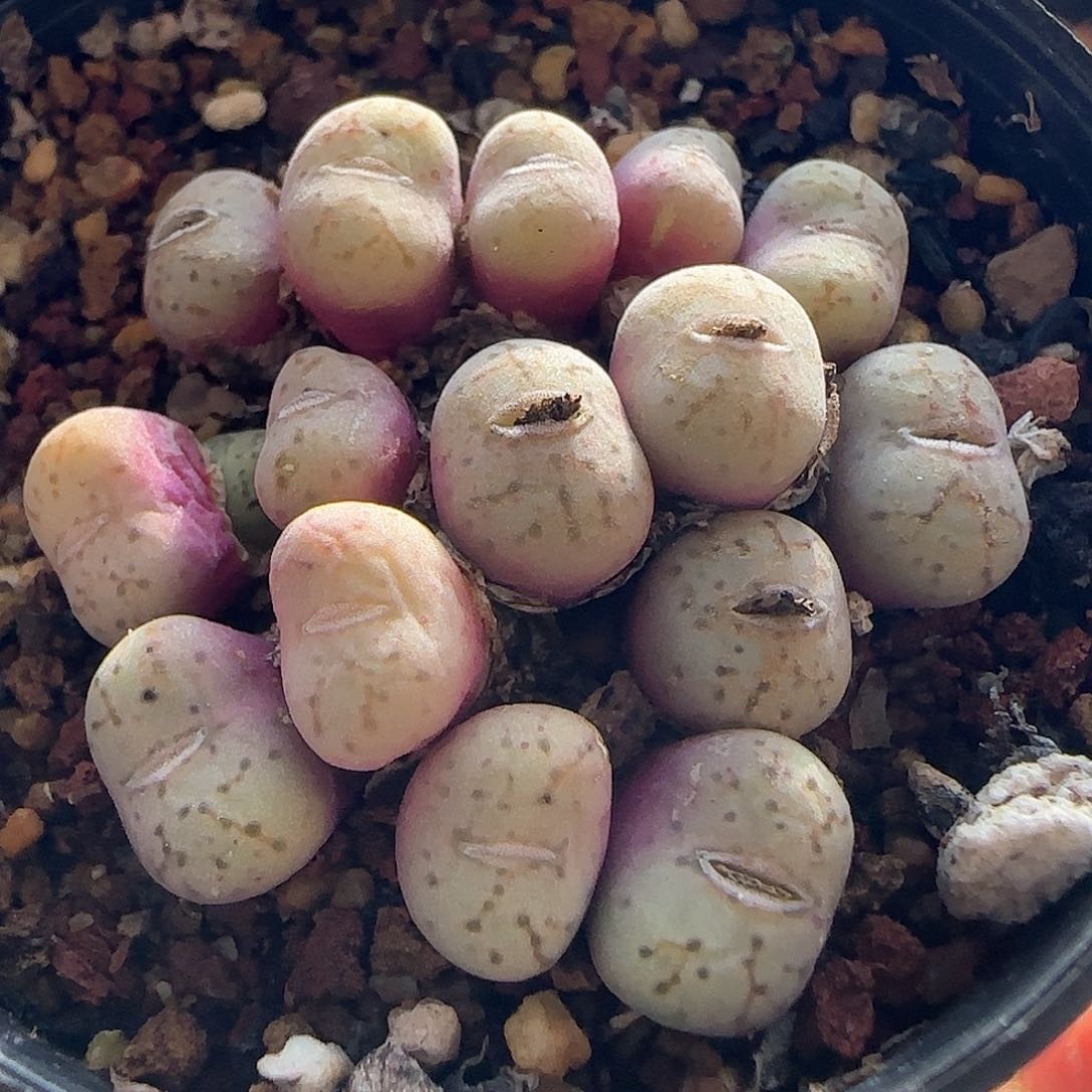 28包邮脱土发货26730