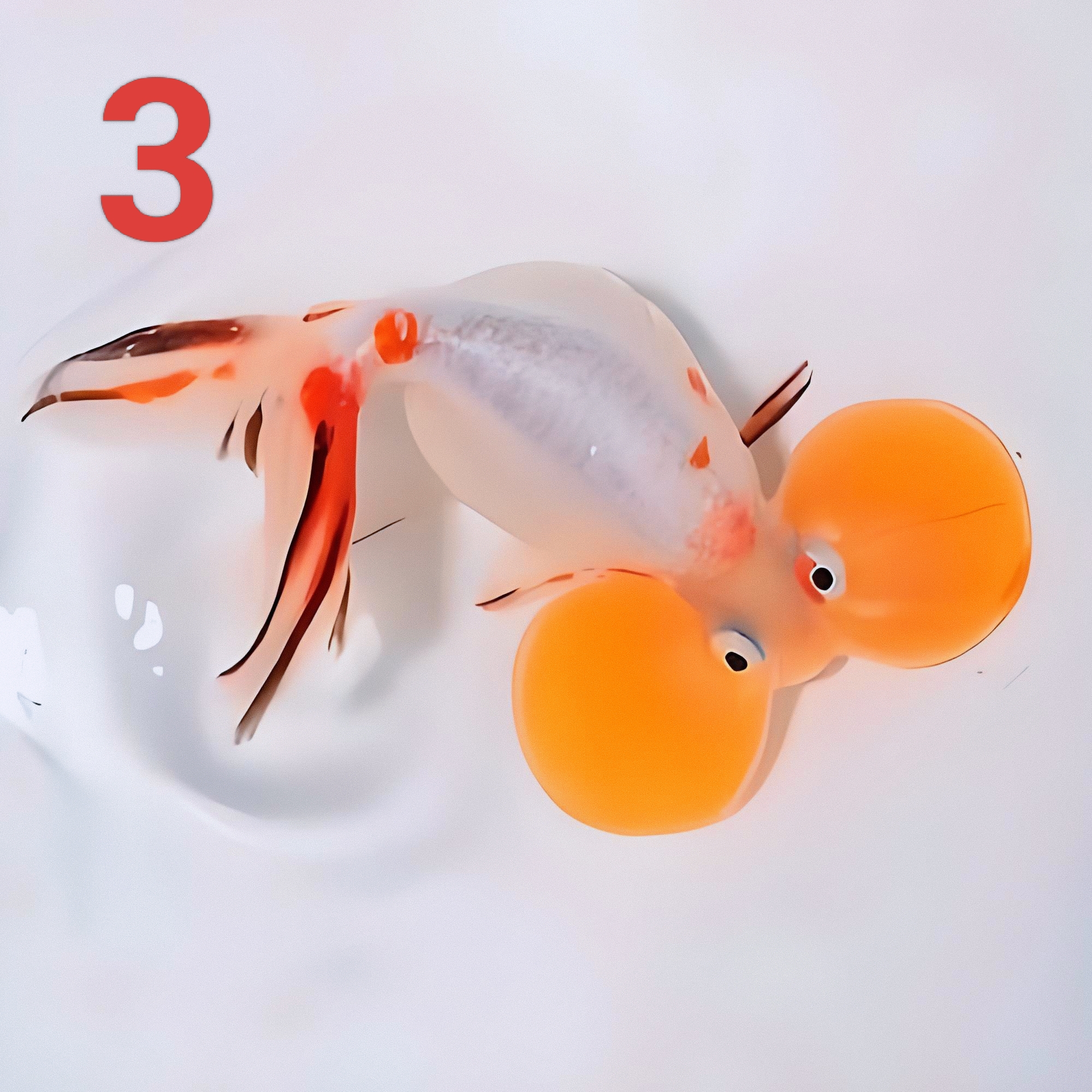 水泡淡水冷水观赏鱼