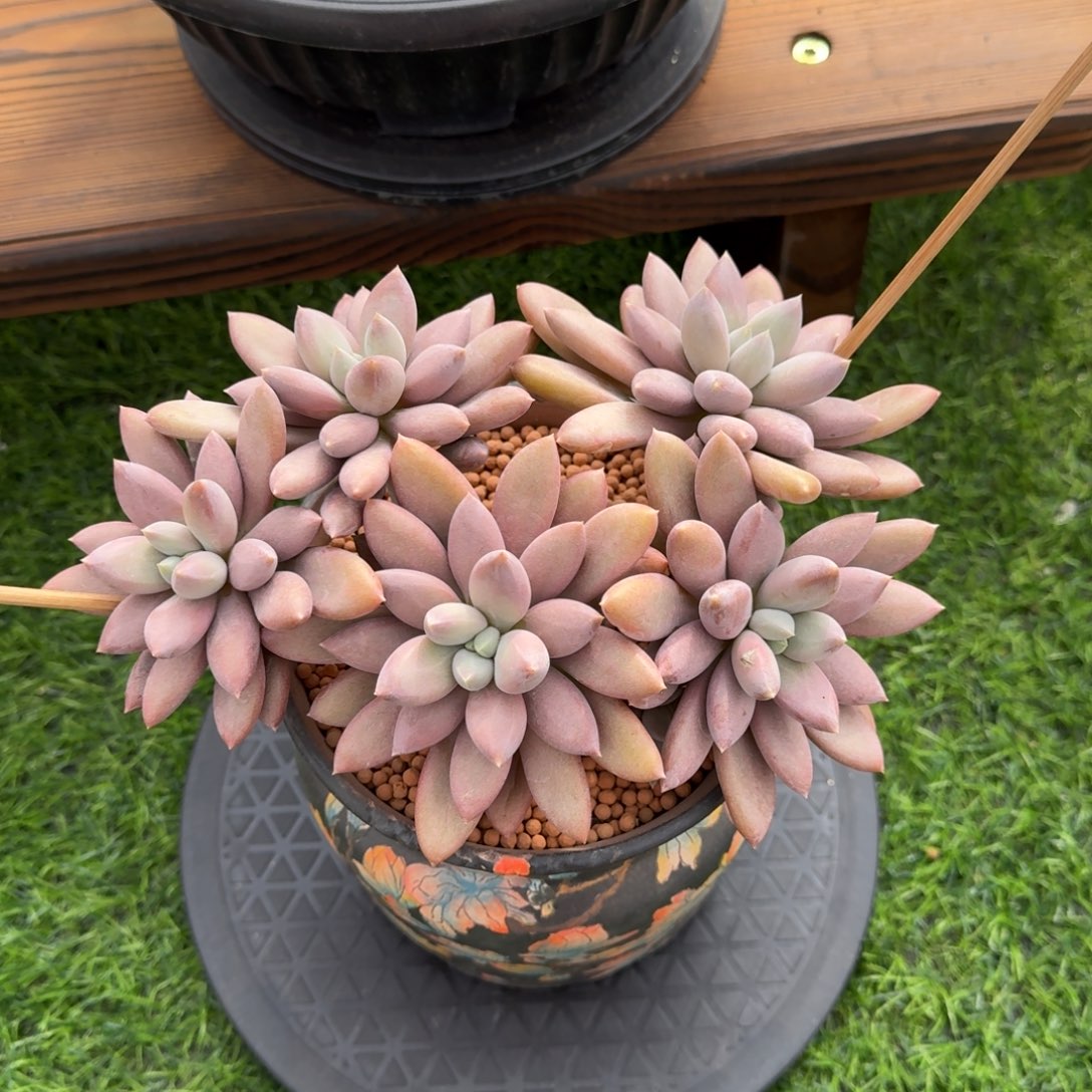粉色系哥特多肉植物