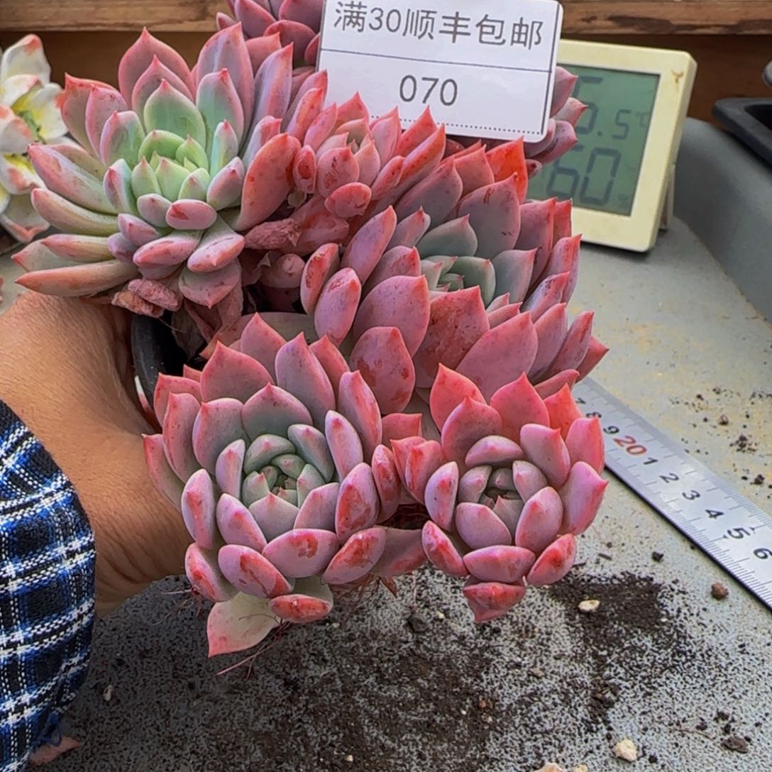 070霜花多肉群生多肉