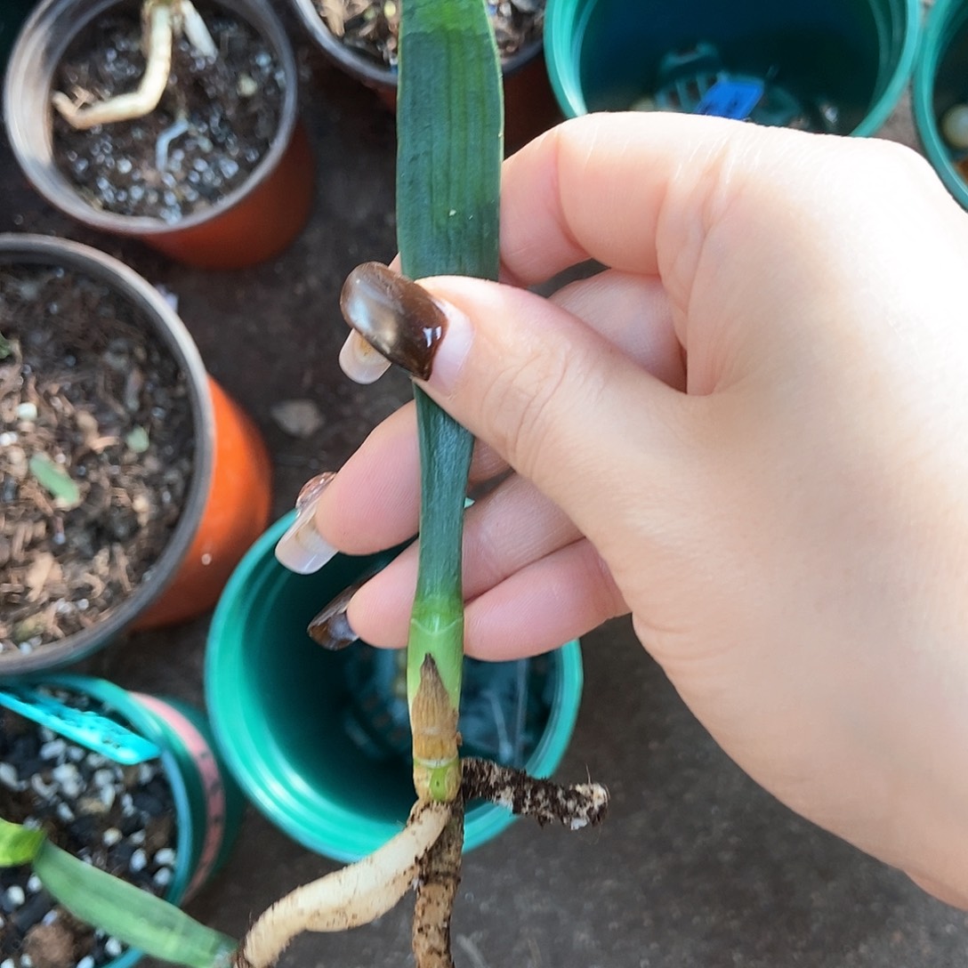 完全开放黄花毛斑