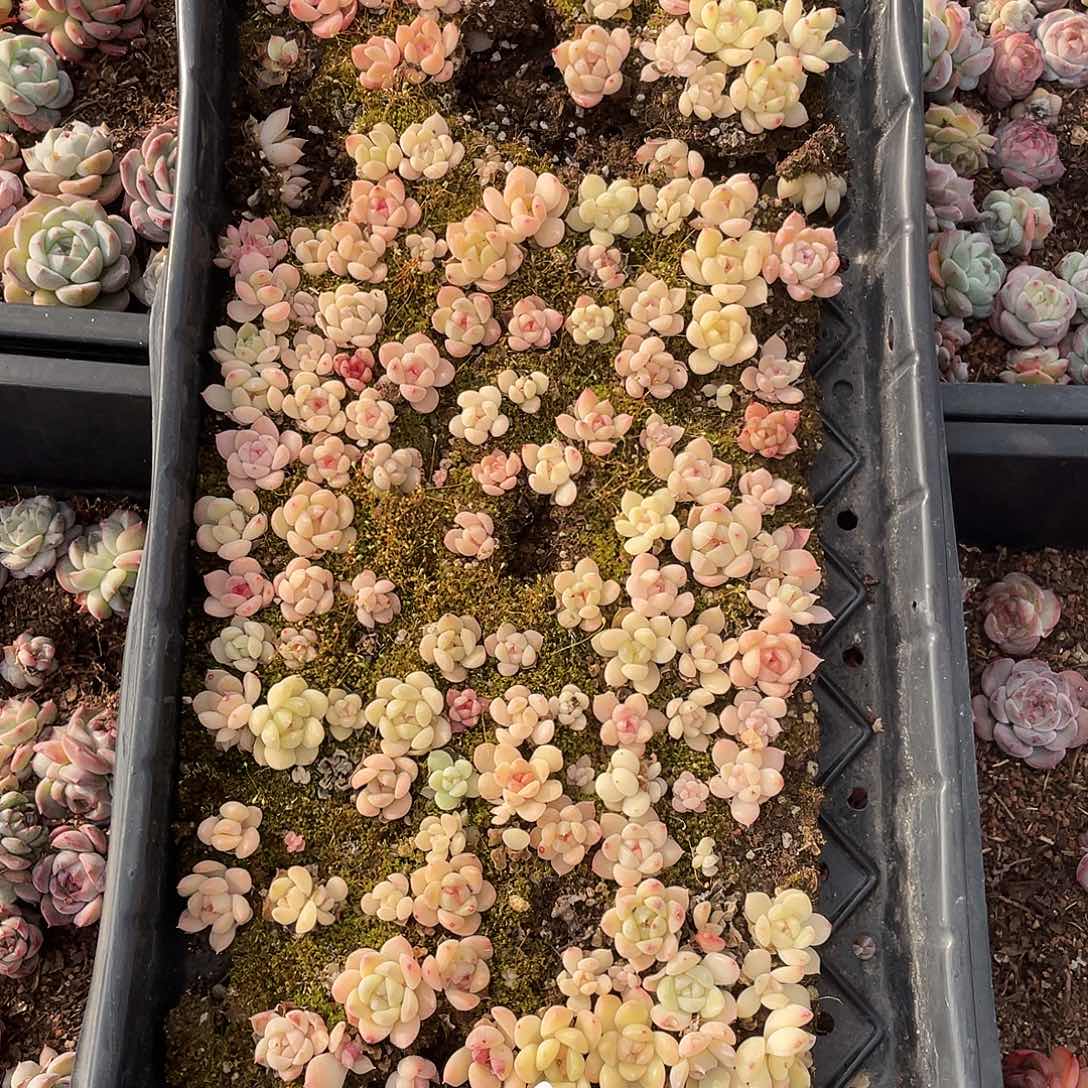 张***h023。 定。         