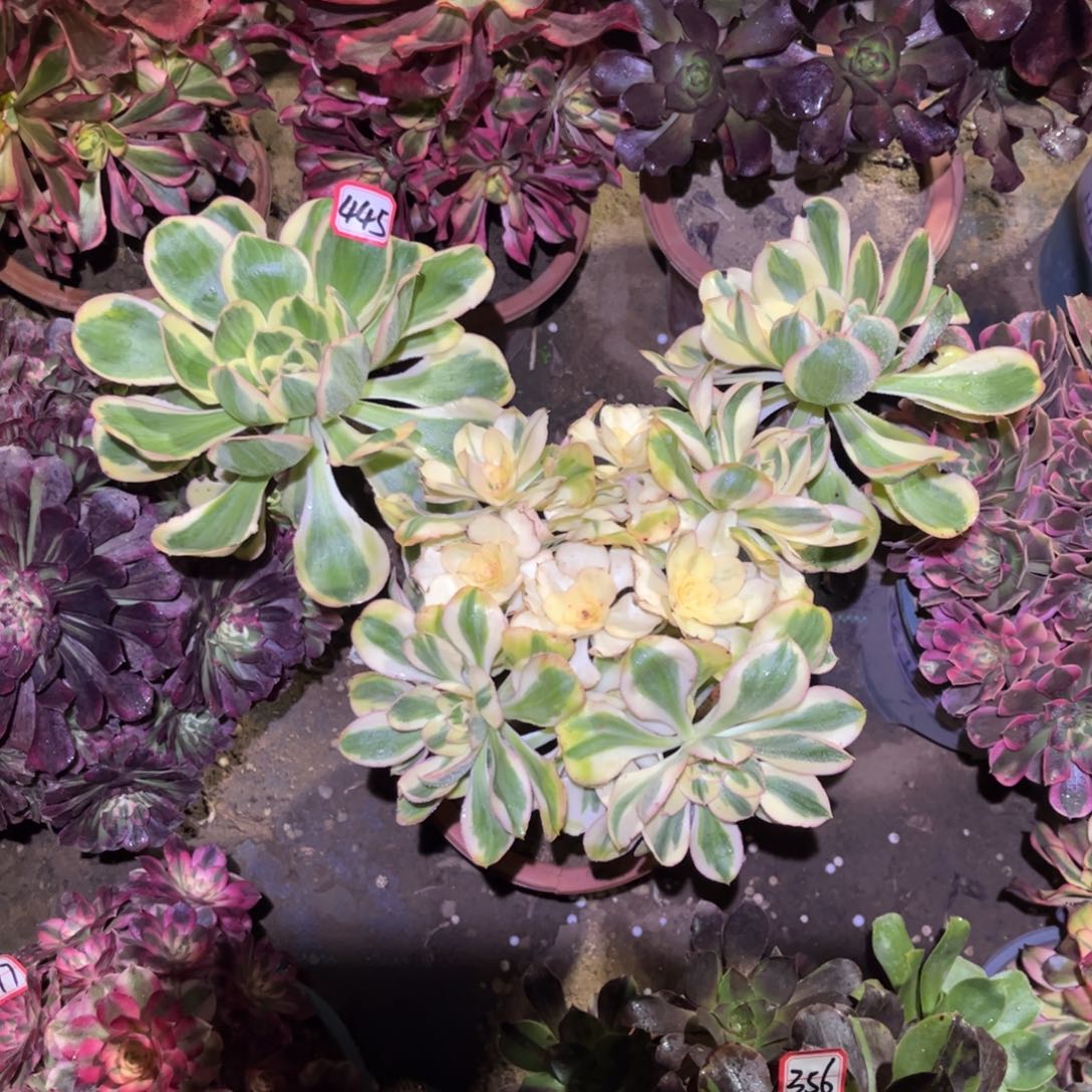 445多肉植物燕姿锦
