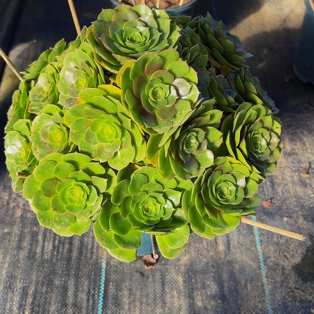 老庄红心万圣35.8