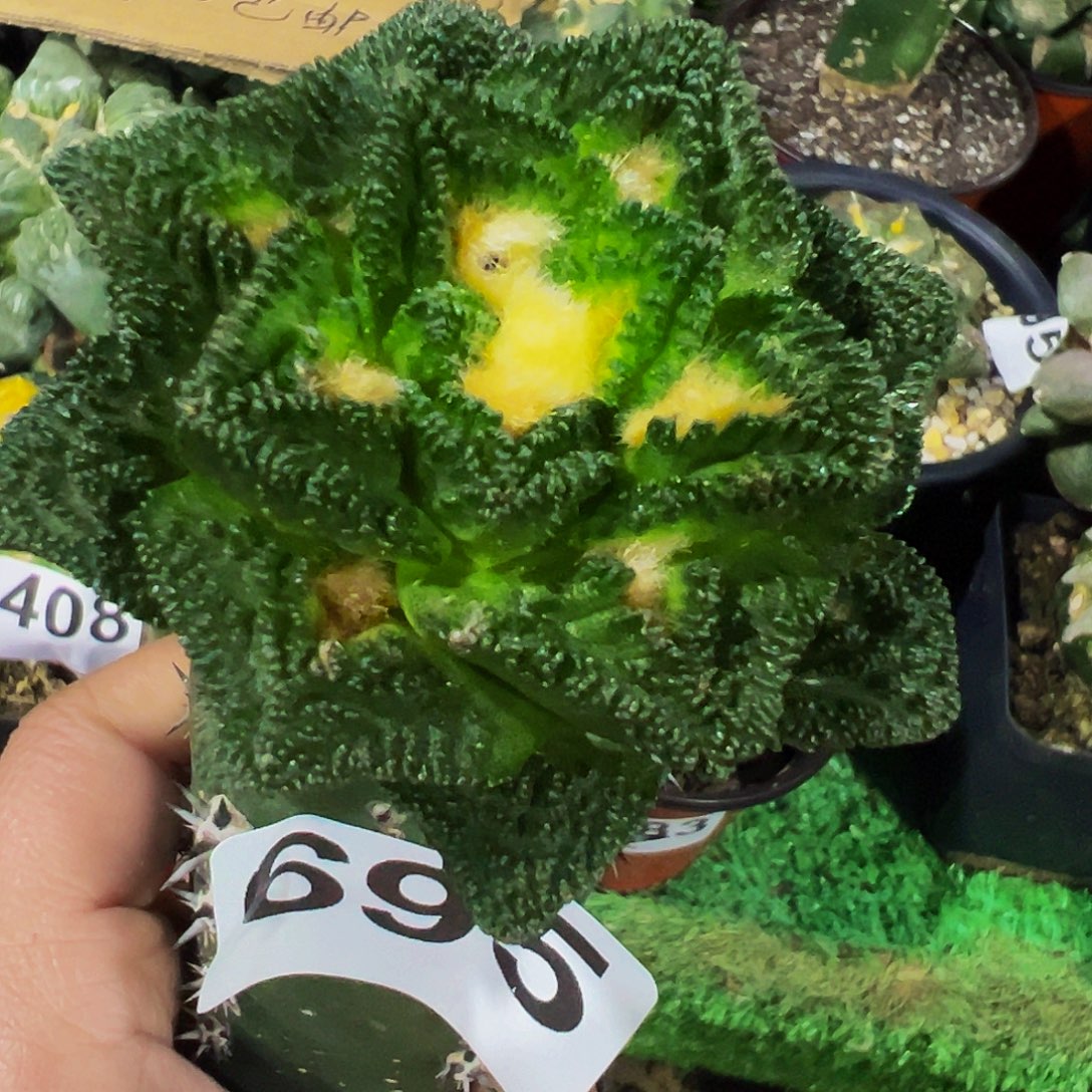 无花朵颗粒大尤辛顿695