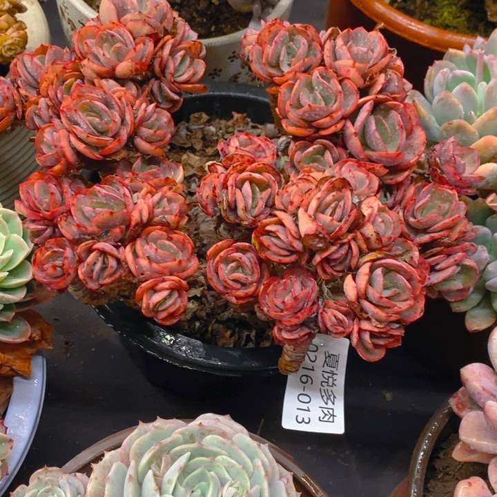 夏悦多肉0216-13秀妍