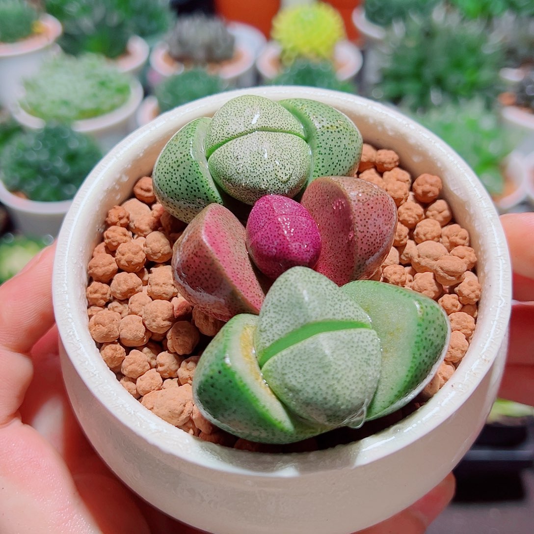 1紫元宝2绿元宝原盆土