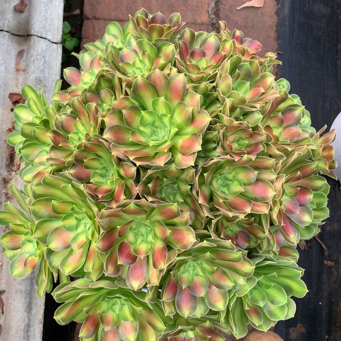 韶华老桩，多肉植物