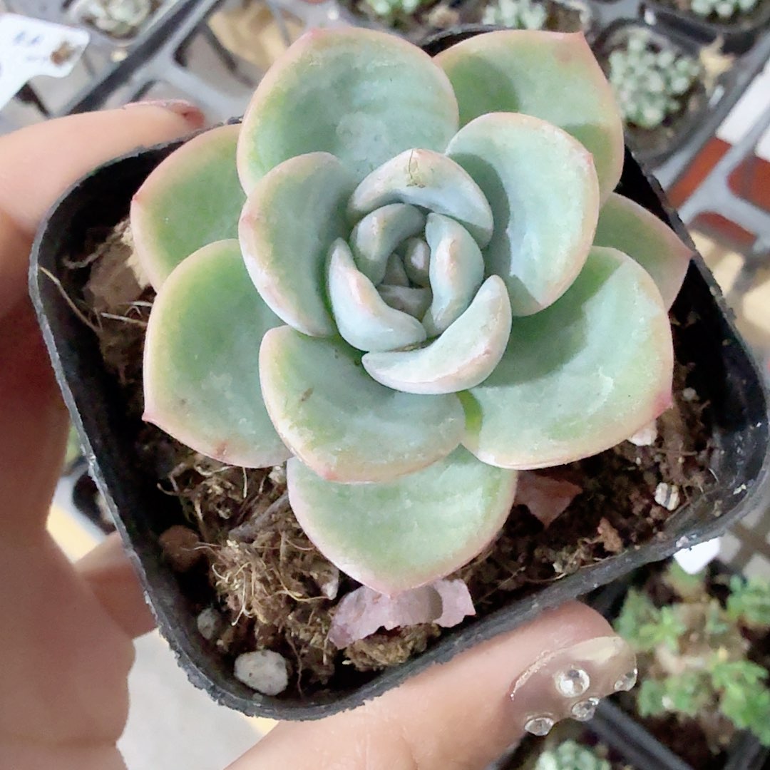 精品泡芙多肉植物