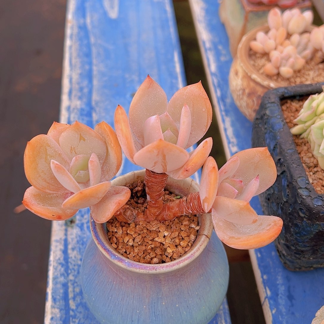 小*窝百凤，多肉植物，