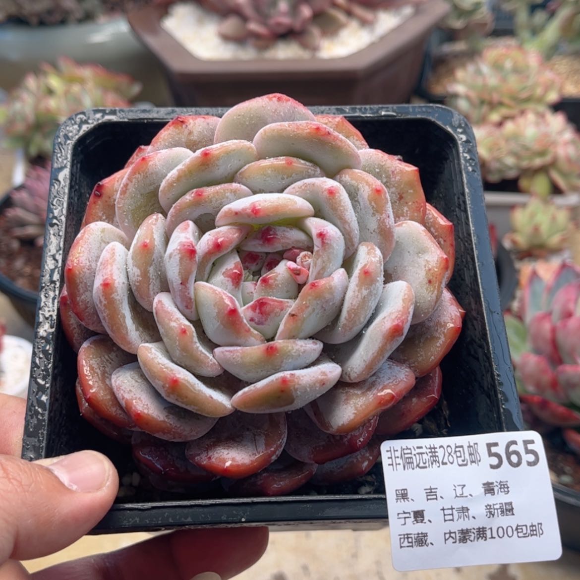 【闪购商品】565橙子