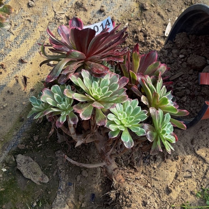 014粉墨多肉法师不包断枝