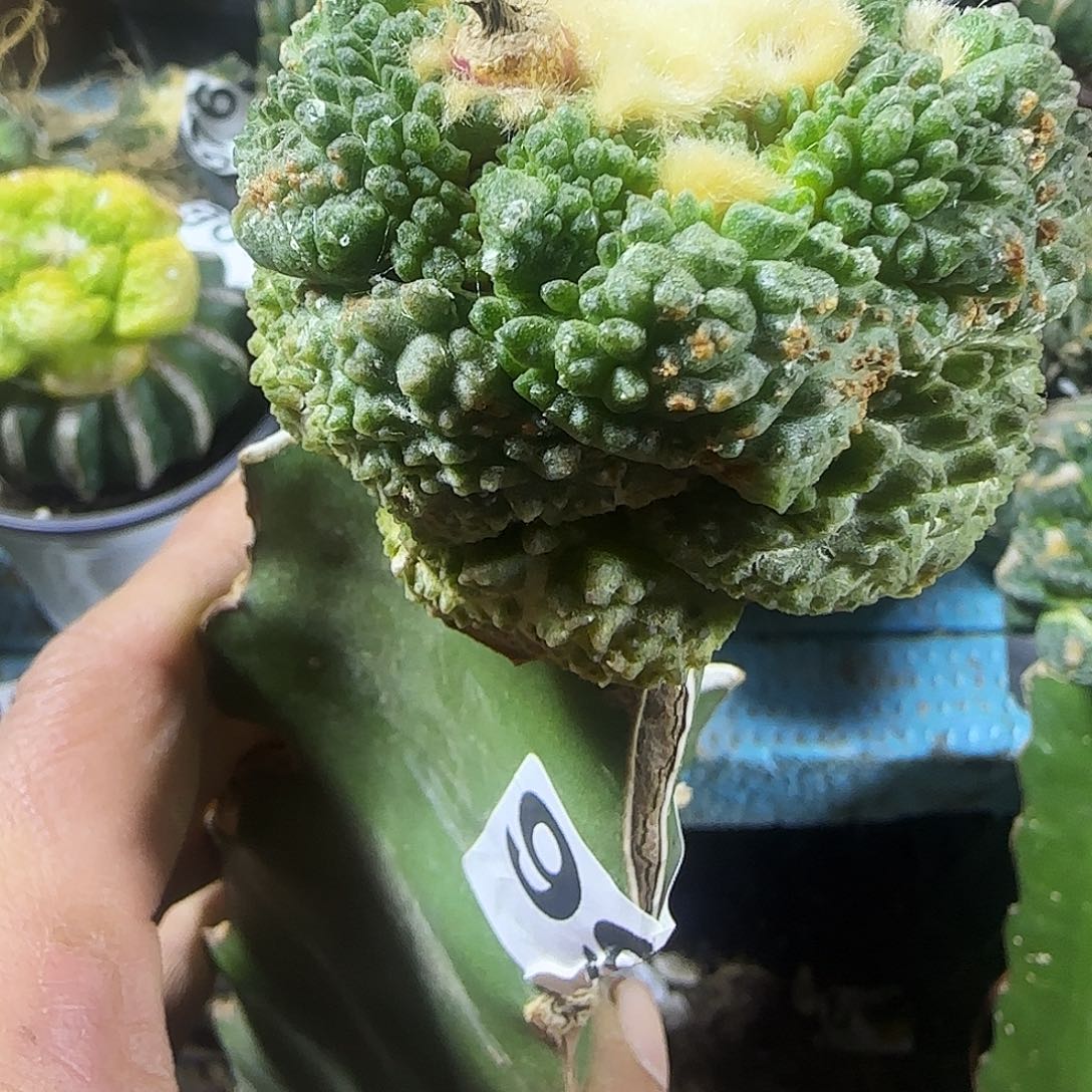 j***z怒涛995仙人球开花