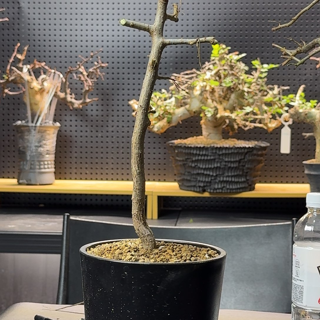 黄金橄榄实生带盆